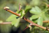 Crataegus rhipidophylla. Часть ветви. Ростовская обл., Неклиновский р-н, Троицкое с/п, дол. р. Миус. 01.08.2012.