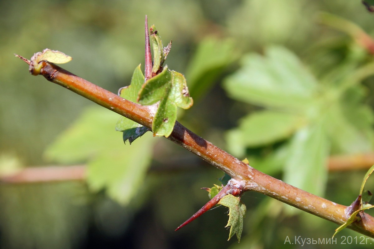 Image of Crataegus rhipidophylla specimen.