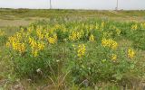 Thermopsis lupinoides