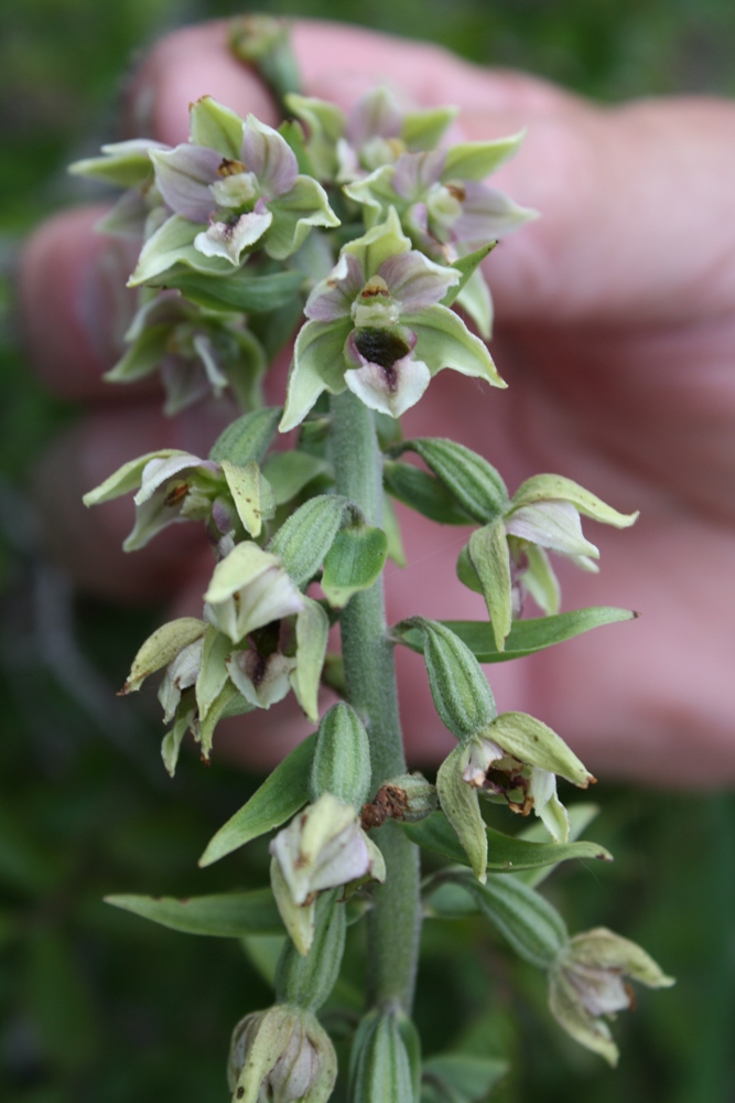 Image of Epipactis condensata specimen.