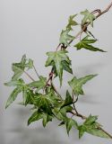 Hedera helix. Веточка с листьями ('Sagittifolia'). Германия, г. Кемпен, у детской площадки. 02.03.2013.