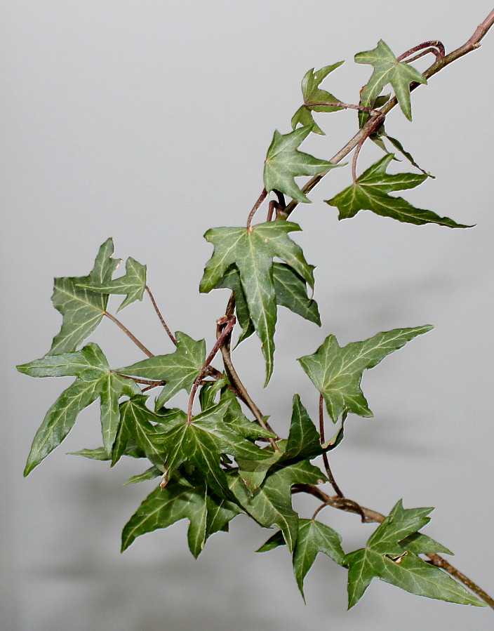 Image of Hedera helix specimen.