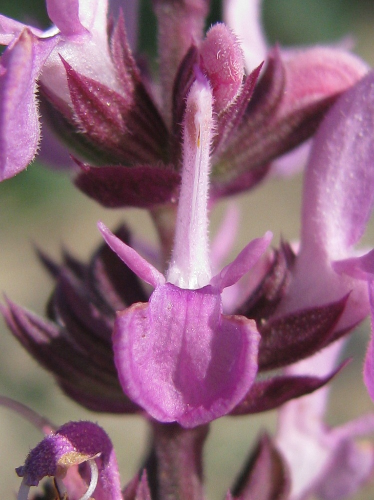 Image of Salvia stepposa specimen.