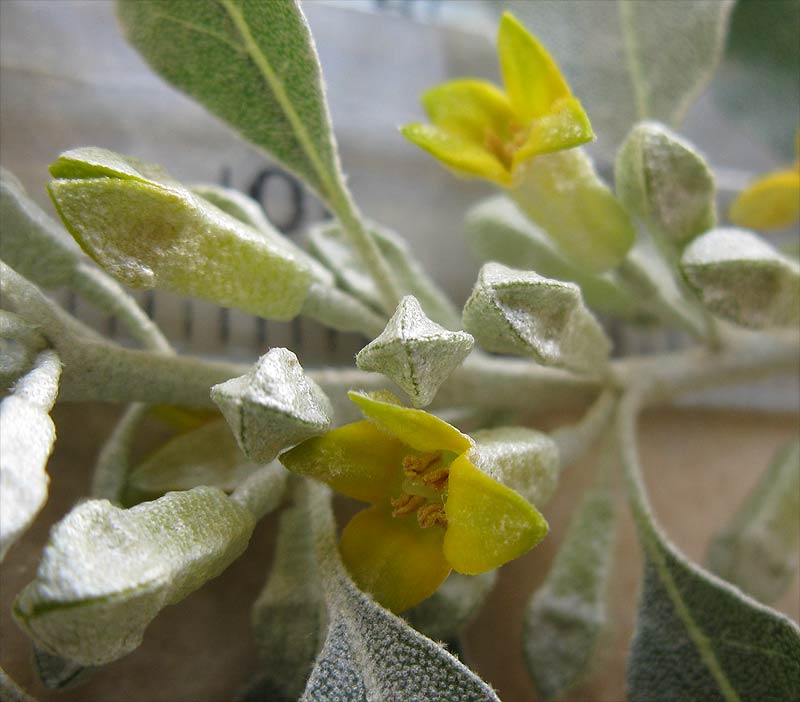 Image of Elaeagnus angustifolia specimen.