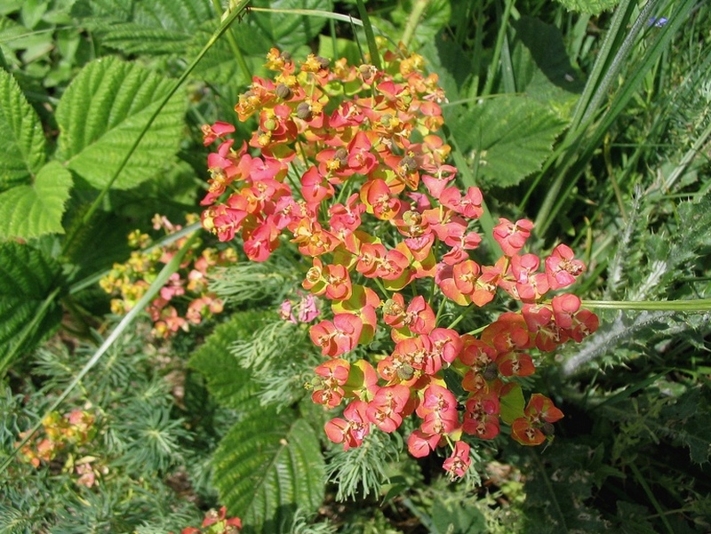 Image of Euphorbia cyparissias specimen.