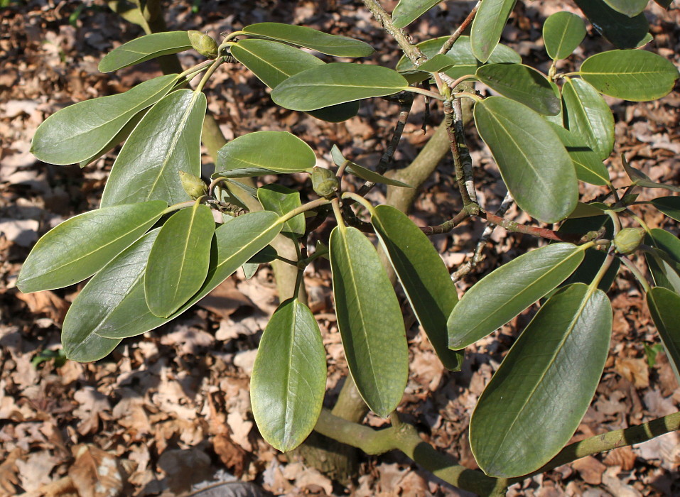 Image of Rhododendron fortunei specimen.