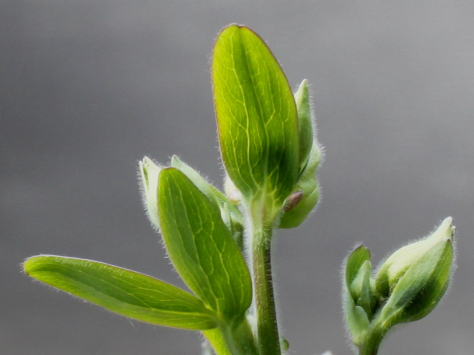 Image of Aquilegia vulgaris specimen.