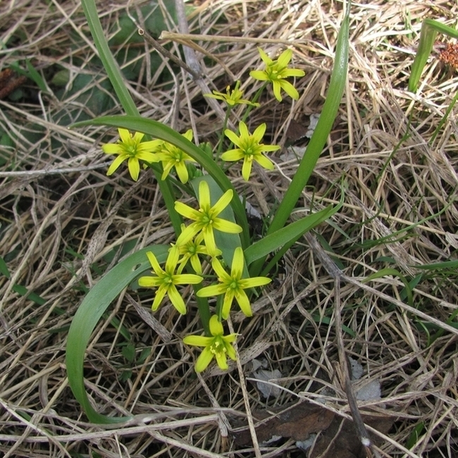 Изображение особи Gagea lutea.