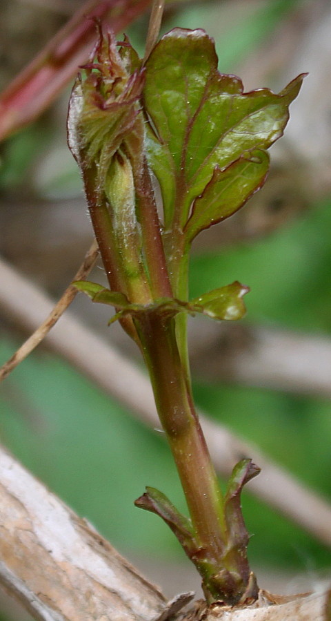 Image of Campsis radicans specimen.