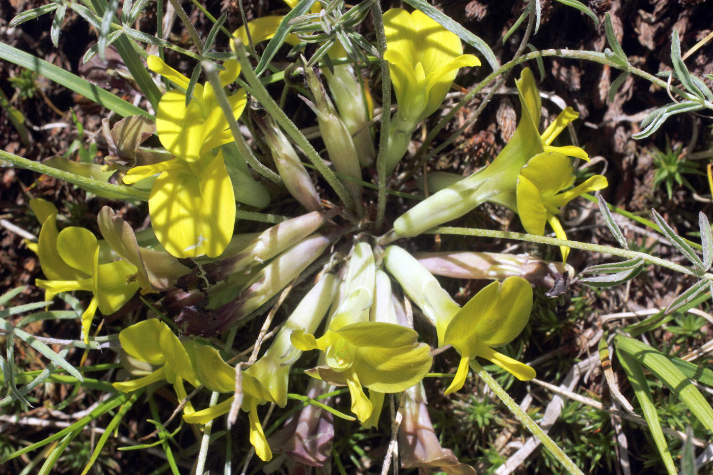 Image of Astragalus adpressepilosus specimen.