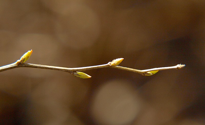 Image of Spiraea chamaedryfolia specimen.