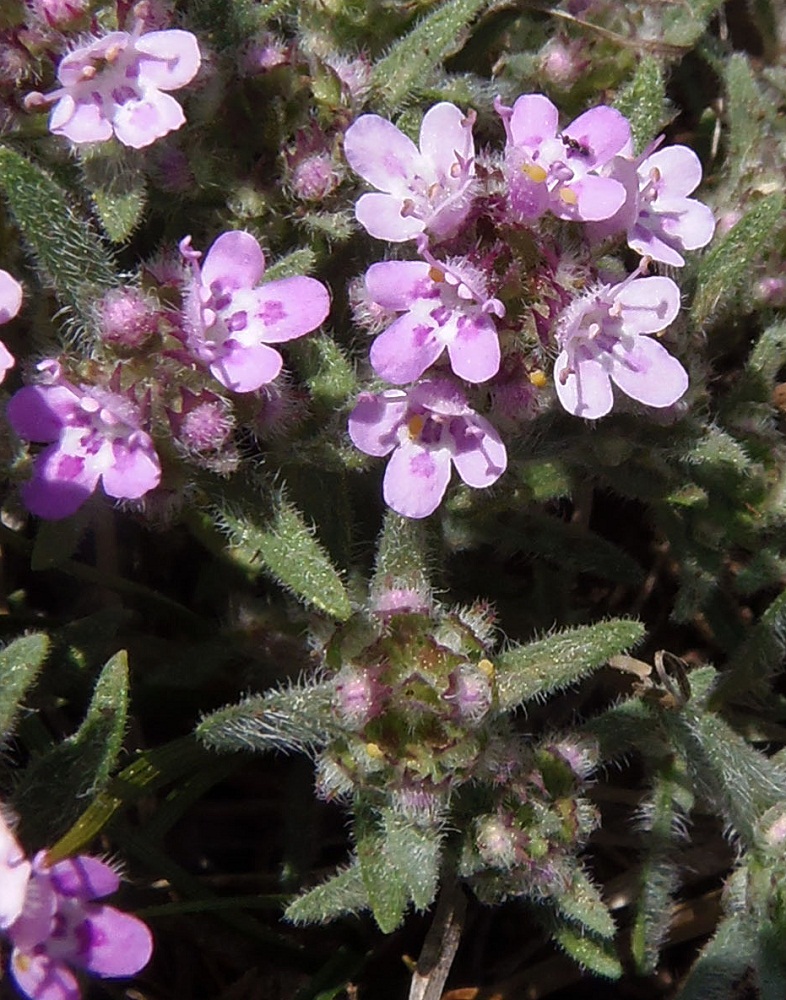 Image of Thymus roegneri specimen.