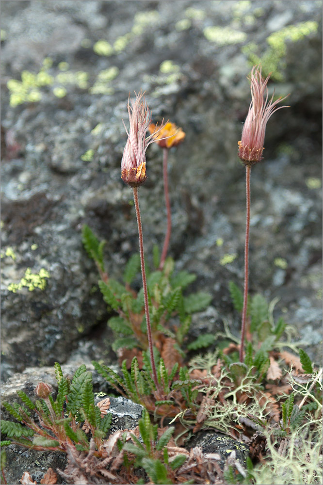 Image of Dryas octopetala specimen.