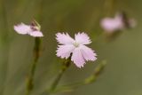 Dianthus pallens. Цветки. Ростовская обл., Аксайский р-н, окр. хут. Александровка. 16.06.2013.