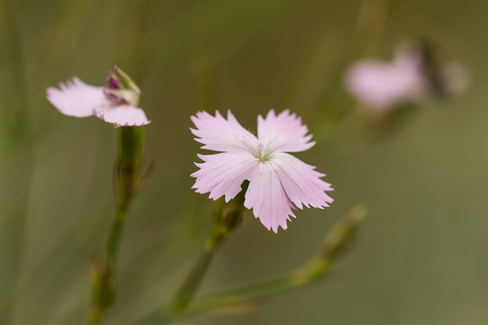 Изображение особи Dianthus pallens.