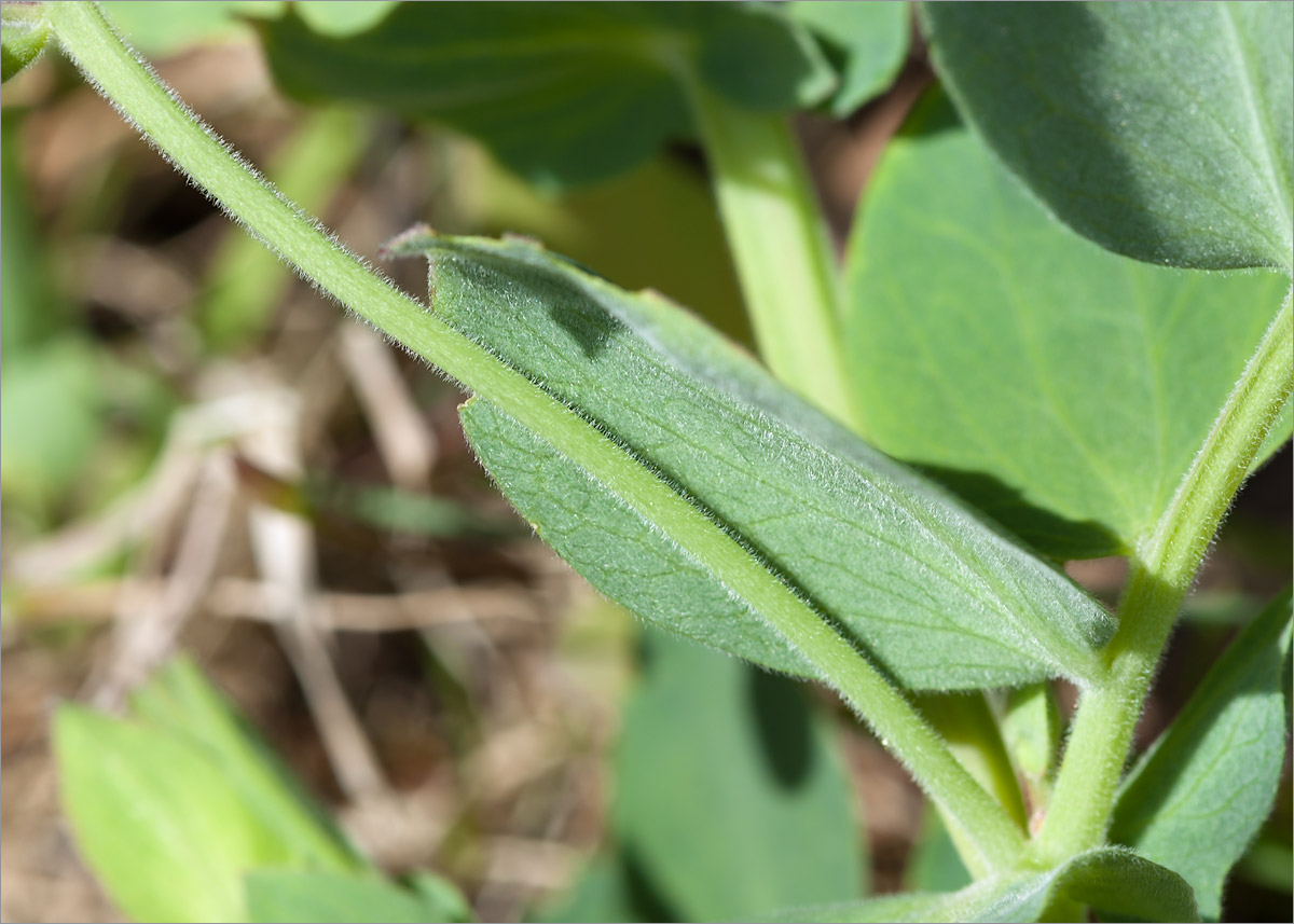 Image of Lathyrus japonicus ssp. pubescens specimen.