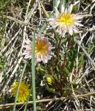 Taraxacum stepanovae. Цветущее растение. Республика Саха (Якутия), Янский залив, о. Ярок. 25.07.2012.