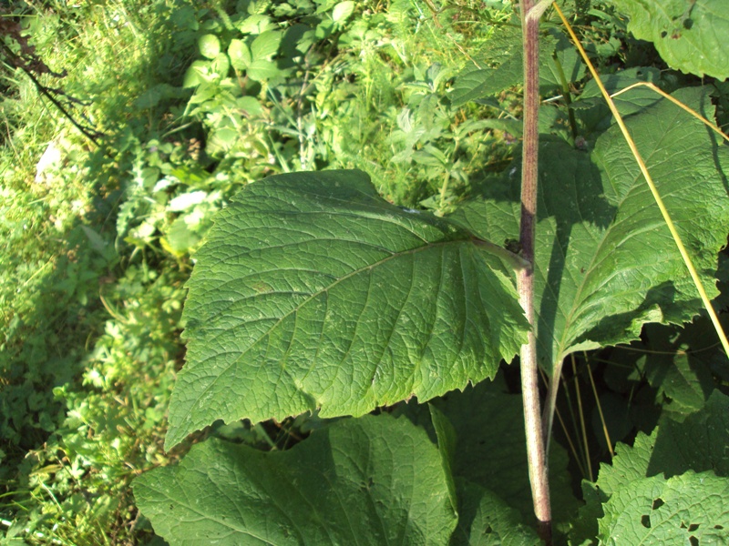 Image of Telekia speciosa specimen.