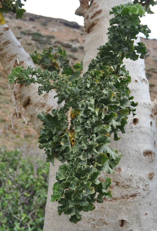 Изображение особи Dendrosicyos socotranus.