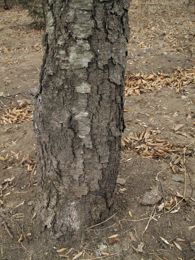 Image of Betula dauurica specimen.