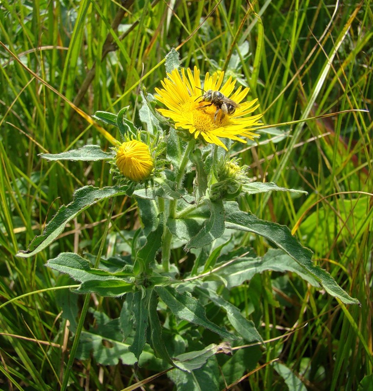 Изображение особи Inula britannica.