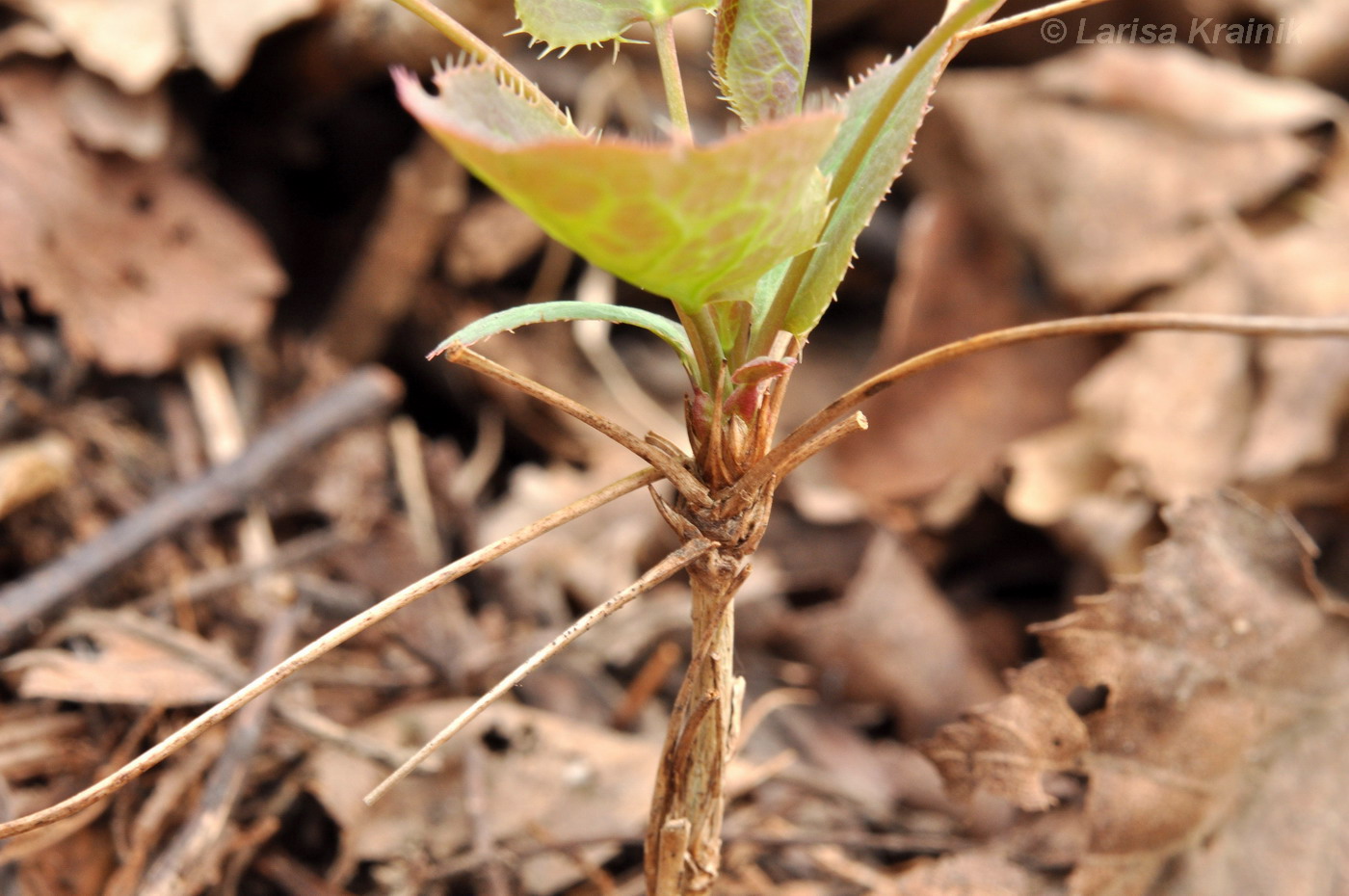 Image of Berberis amurensis specimen.