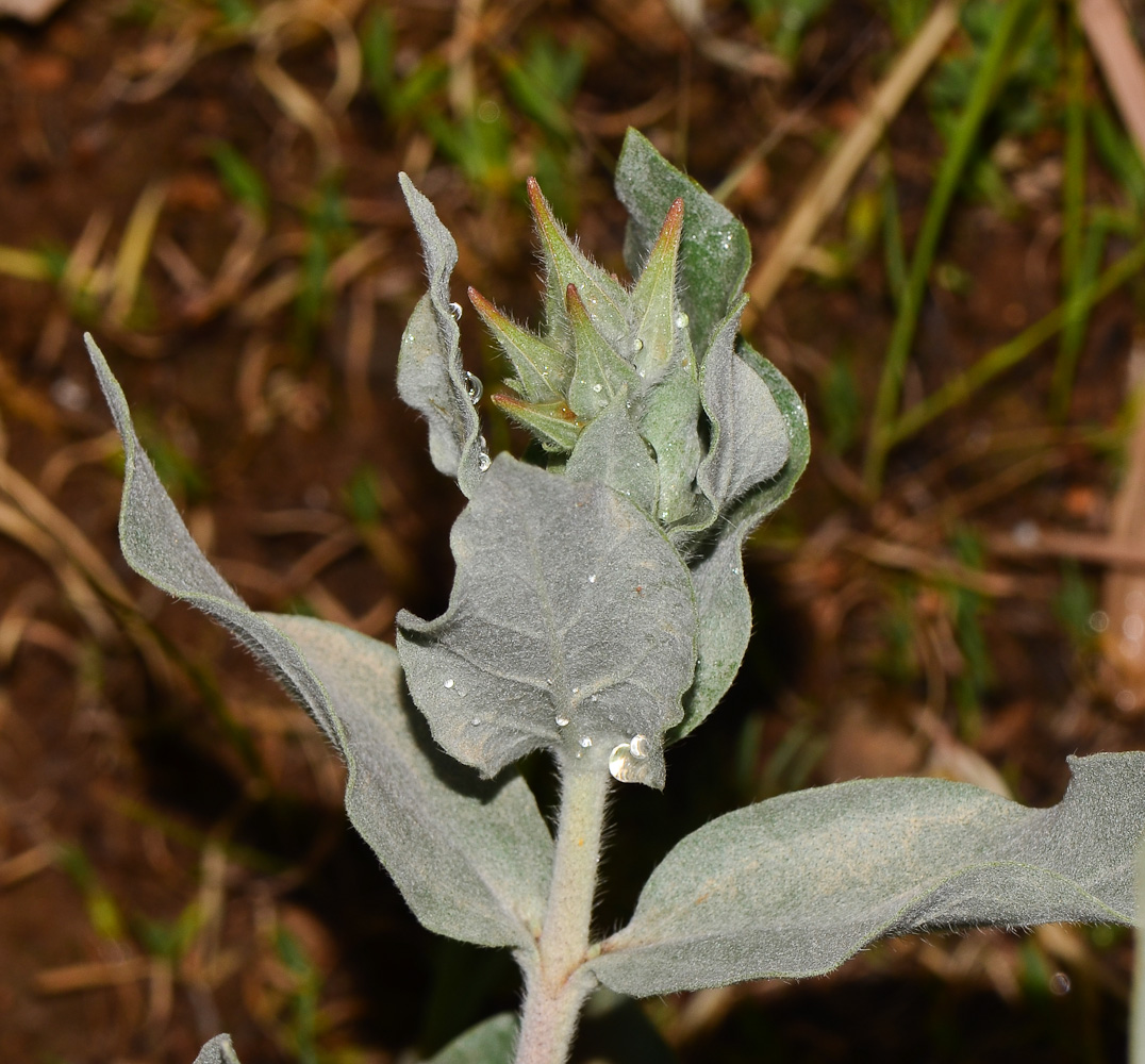 Image of Trichodesma boissieri specimen.