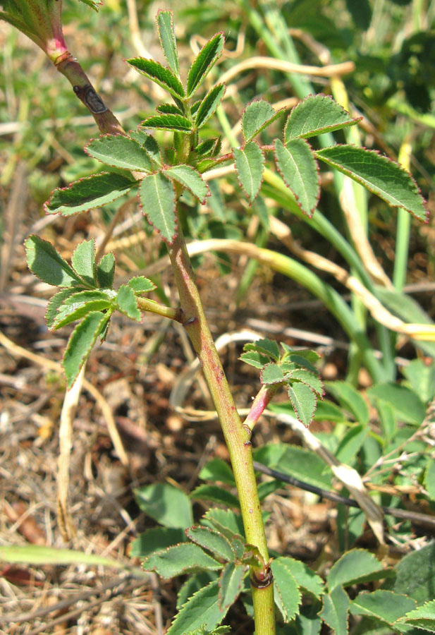 Image of genus Rosa specimen.