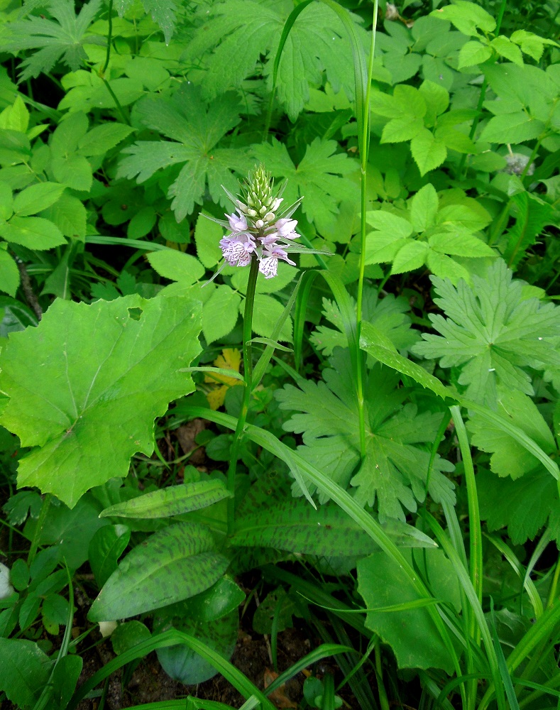 Image of Dactylorhiza fuchsii specimen.