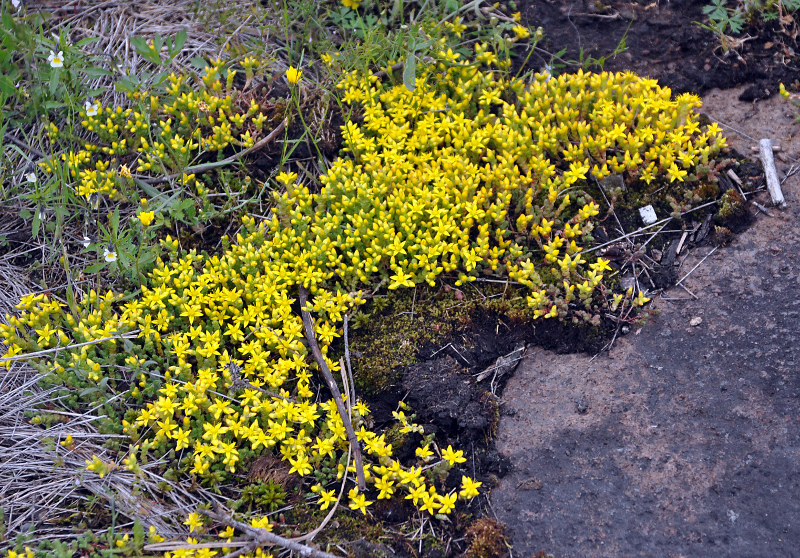 Image of Sedum acre specimen.