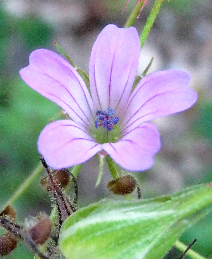 Image of Geranium columbinum specimen.