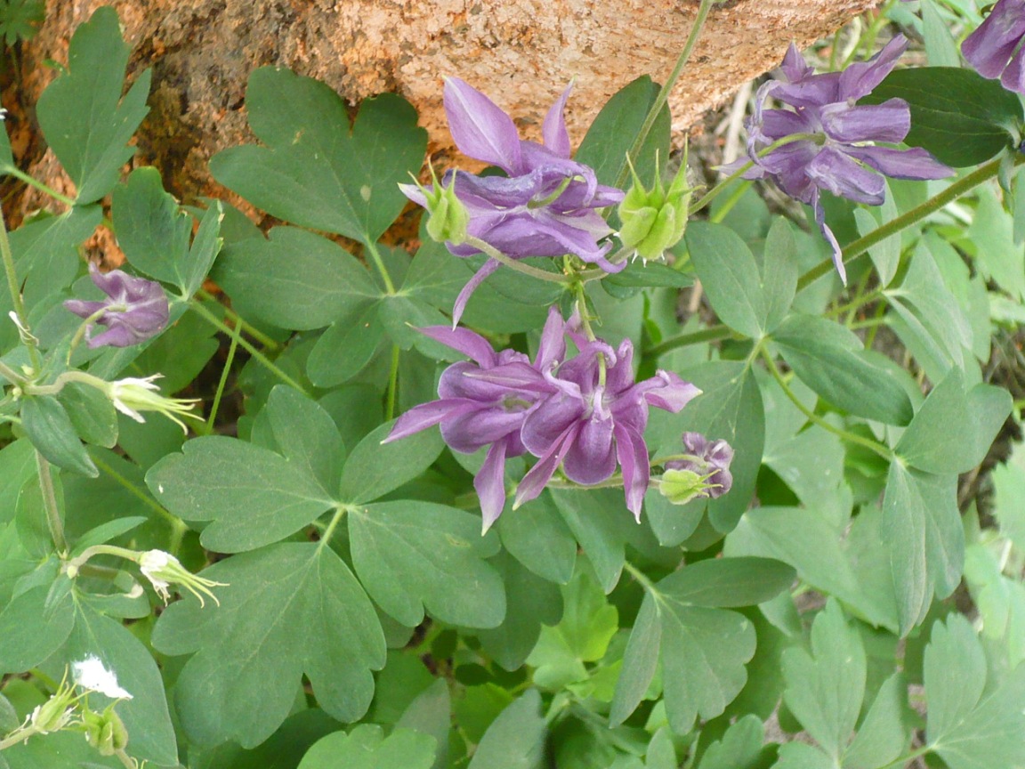 Изображение особи род Aquilegia.