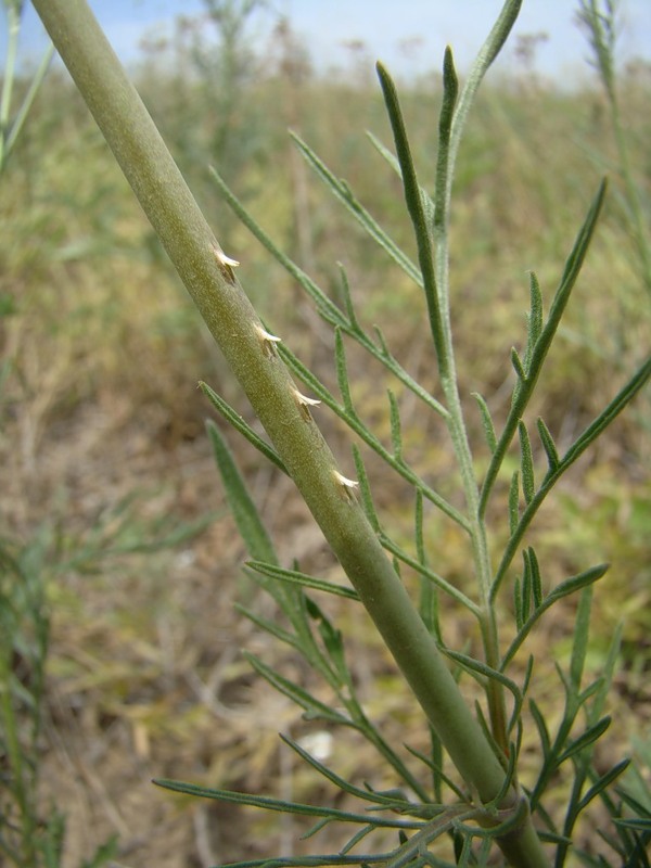 Image of Scabiosa ochroleuca specimen.