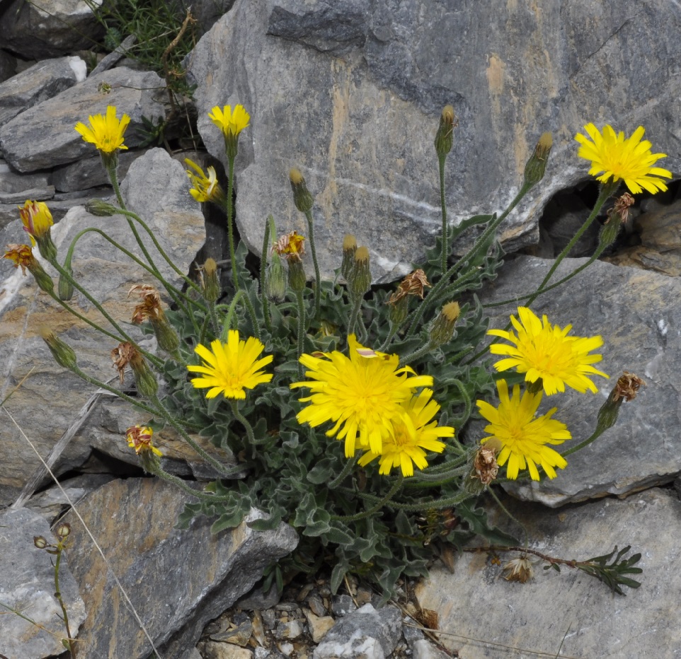 Изображение особи Leontodon biscutellifolius.