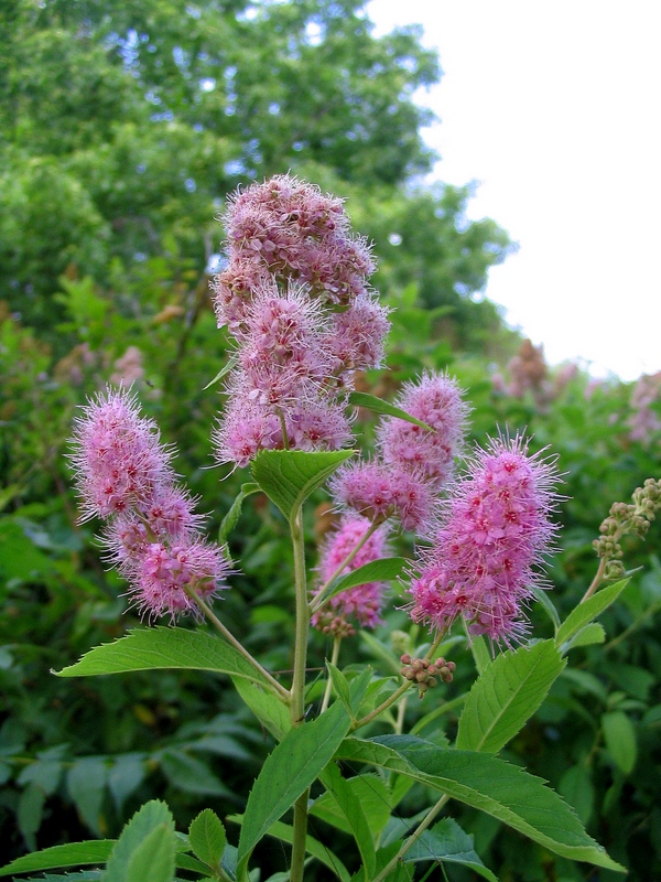 Image of Spiraea &times; billardii specimen.