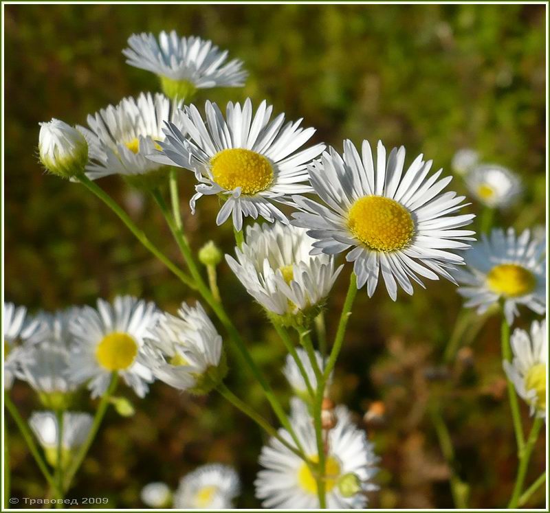 Image of Erigeron annuus specimen.