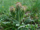 Pedicularis wilhelmsiana