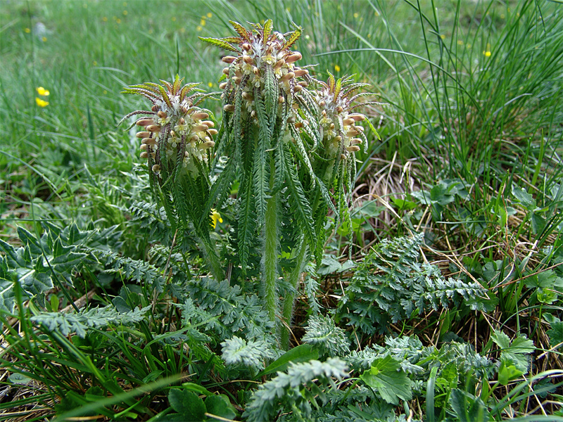 Image of Pedicularis wilhelmsiana specimen.