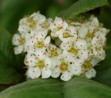 Crataegus maximowiczii