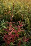 Lythrum salicaria. Плодоносящее растение в осенней окраске. Побережье Финского залива в Старом Петергофе, конец сентября.