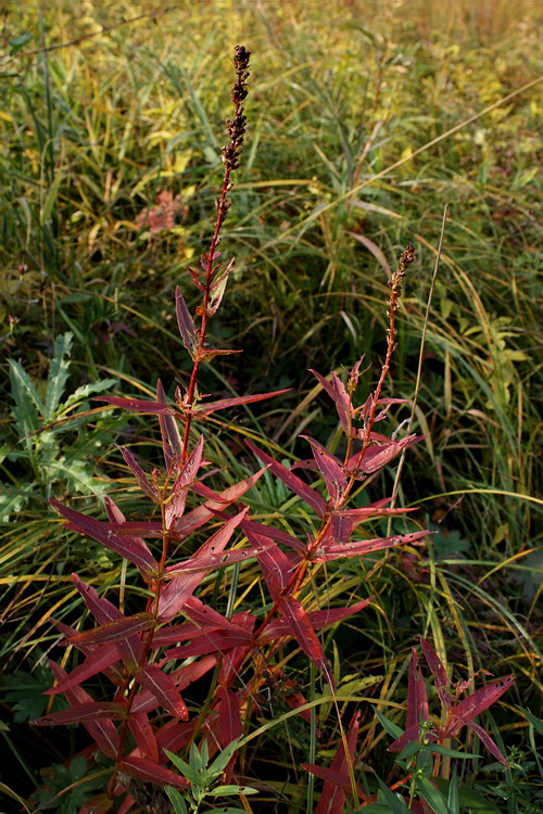 Image of Lythrum salicaria specimen.