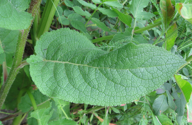 Image of Verbascum nigrum specimen.