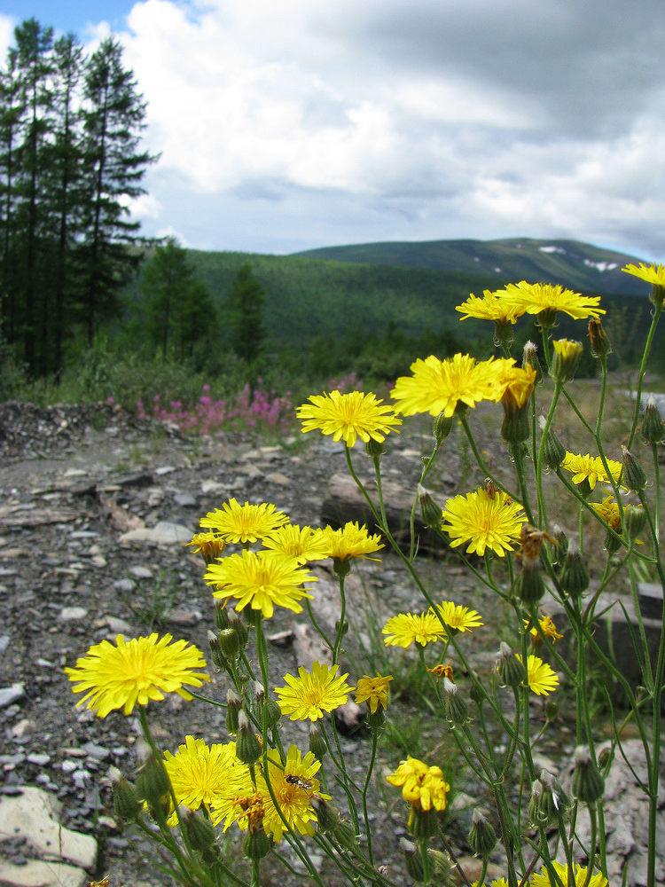 Image of Crepis tectorum specimen.