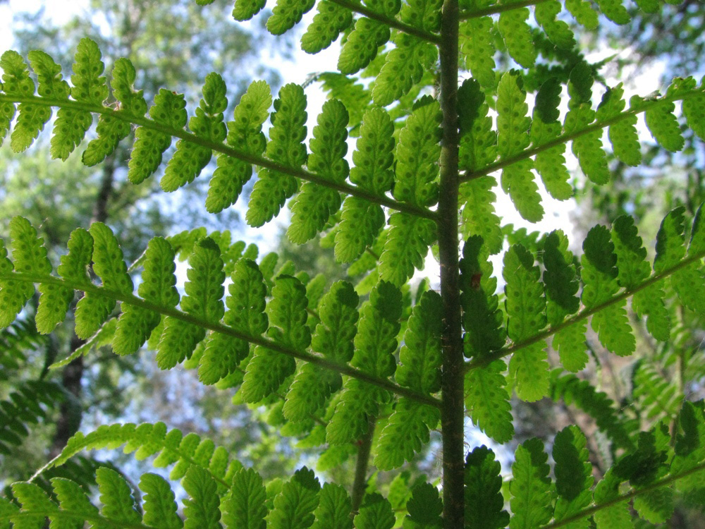 Image of Dryopteris filix-mas specimen.