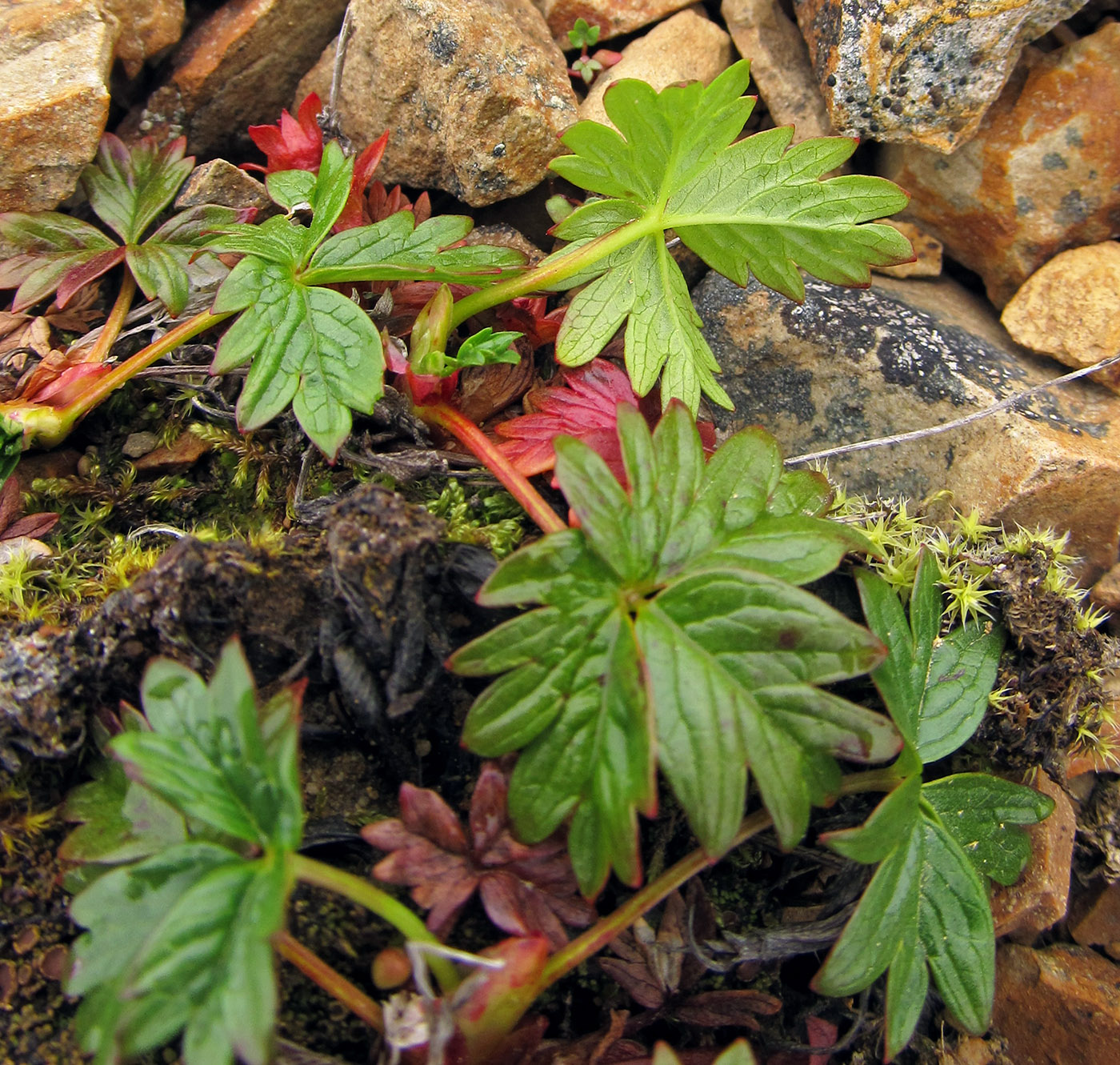 Image of Potentilla beringii specimen.