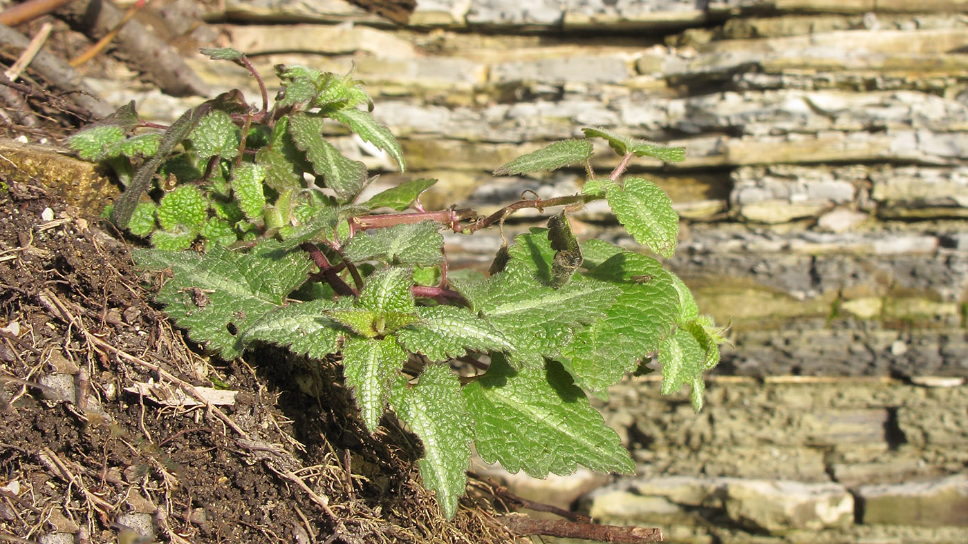 Image of Lamium maculatum specimen.