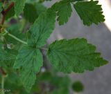 Rubus idaeus