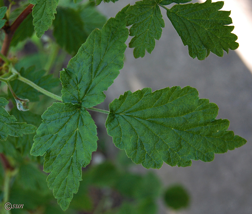 Image of Rubus idaeus specimen.