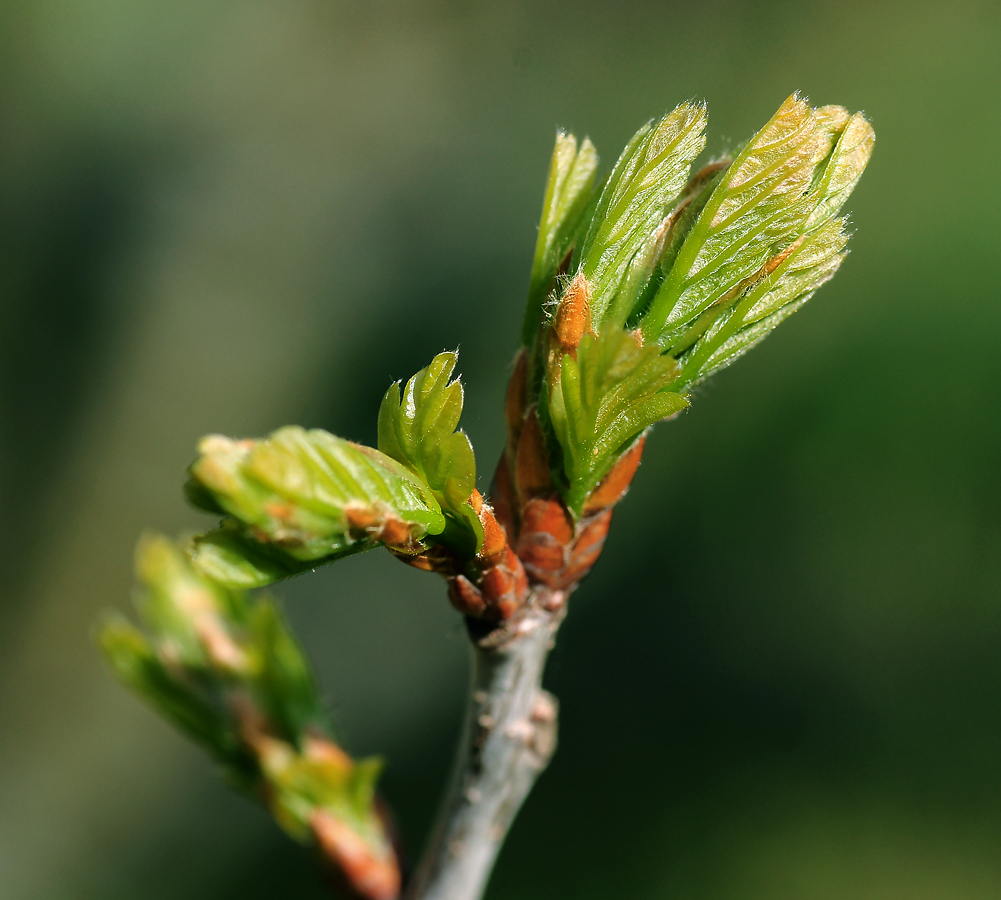 Изображение особи Quercus robur.