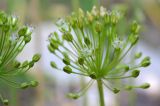 Allium valentinae